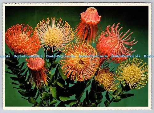 D311692 Leucospermum Nutans A Bouquet of Pincushion Proteas Arthur English Print