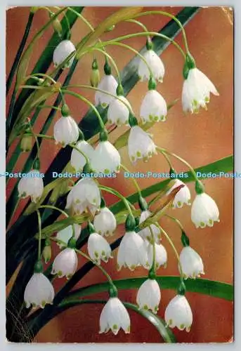 D305758 Sommer Schneeflocke Leucojum aestivum Blume J Arthur Dixon Newport Natur