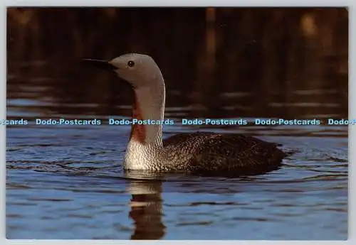 D311789 Nordamerikanische Tierwelt Rotkehliger Loon Foto Dekor Chuck Gordon Valan