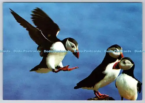 D311846 Papageientaucher J Arthur Dixon D und K Urry Bruce Coleman