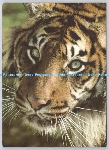 D305854 Sumatra Tiger WWF UK Godalming D Lawson Postkarte
