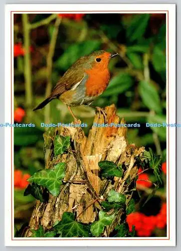 D305867 Rotkehlchen Vogel Erithacus rubecula J Arthur Dixon Postkarten Maurice K Walker