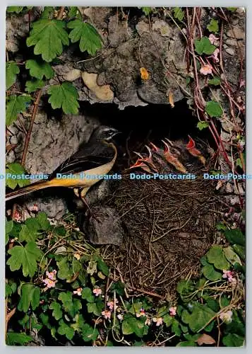D305871 Bachstelze Vogel Engadin Presse Samedan Schmid Amriswil Schweiz