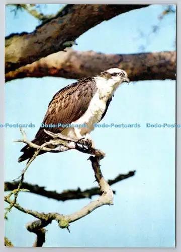 D305876 Osprey Perching J Arthur Dixon Great Britain Christopher K Mylne F R P S