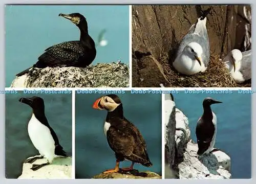 D311887 Farne Island Papageientaucher Beric Tempest Multi View