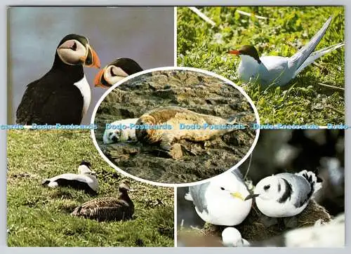 D311888 Farne Island Papageientaucher Beric Tempest Multi View