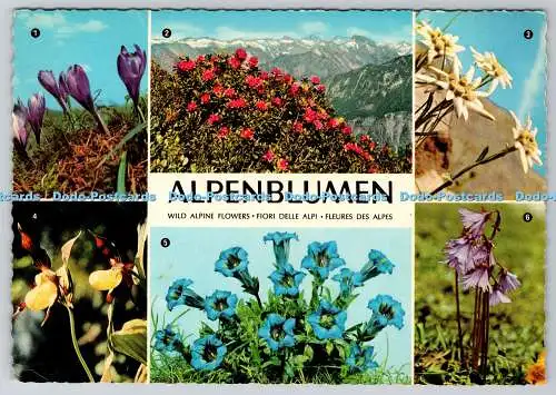 D311891 Alpenblumen Blumen Krokus Krüger Multi View