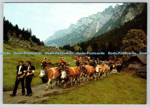 D311907 Gron Sigriswil Beatenberg Alpabfahrt Vom Justistal Aygex