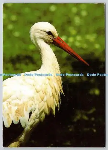 D305931 La Cigogne blanche Ciconia Ciconia Weißstorch Vogel Hunawihr Frankreich Euro