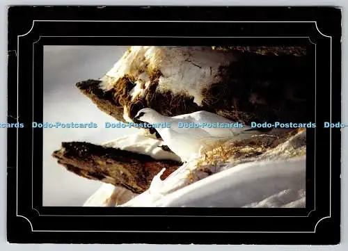 D305932 Ptarmigan Lagopus mutus helveticus Bird No 3008 Engadin Press Samedan Mo