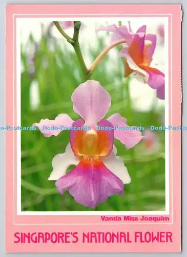 D305983 Singapore National Flower Vanda Miss Joaquim A and T International PTE