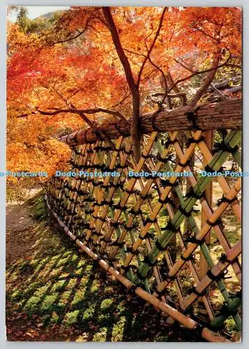 D306120 Kyoto im Herbst Bambuszaun des Koetsuji Tempels NBC Japan PM Akasaka 1