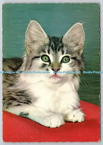 D306211 Katze mit grünen Augen Krüger Westdeutschland Postkarte