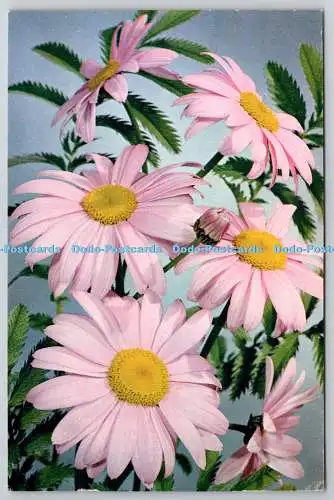 D306291 Pyrethrum Chrysanthemum roseum Blumen J Arthur Dixon Newport England Na