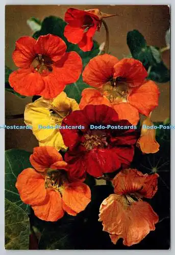 D306292 Kapuzinerkresse Indische Kresse Tropaeolum majus Blumen J Arthur Dixon Newport