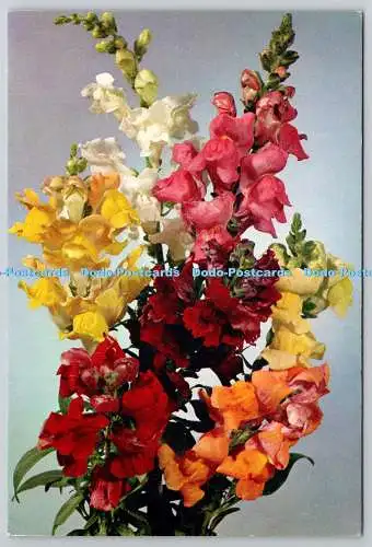 D306293 Snapdragon Antirrhinum majus Flowers J Arthur Dixon Newport England Natu