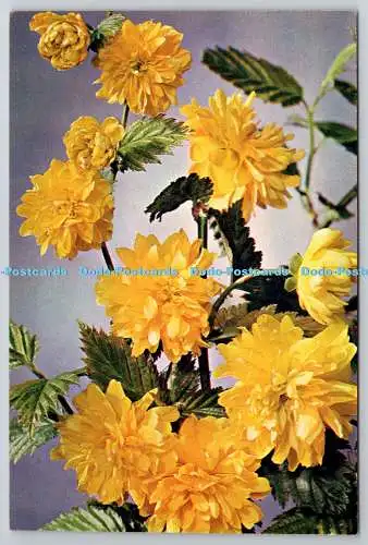 D306294 Double Kerria Keeria japonica pleniflora Blumen J Arthur Dixon Newport