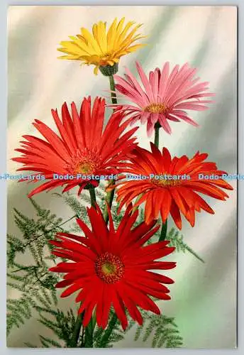 D306296 Barberton Daisy Gerbera Jamesonii Flowers J Arthur Dixon Newport England