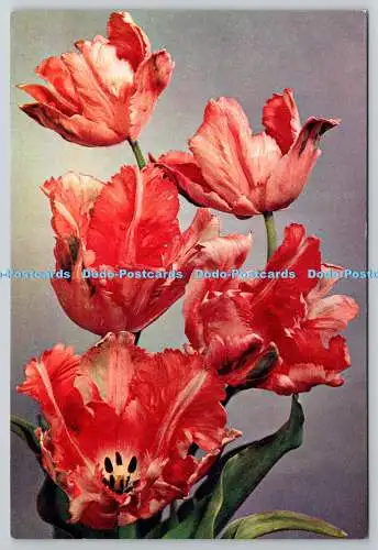 D306297 Tulpe Feuervogel Blumen J Arthur Dixon Newport England Naturfarbe Pho