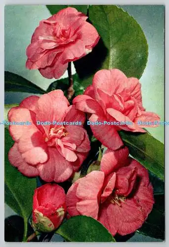 D306298 Camellia japonica Flowers J Arthur Dixon Newport England Naturfarbe