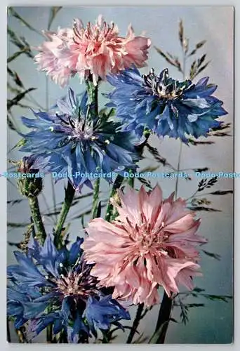 D306299 Kornblume Centaurea cyanus Blumen J Arthur Dixon Newport England Natur