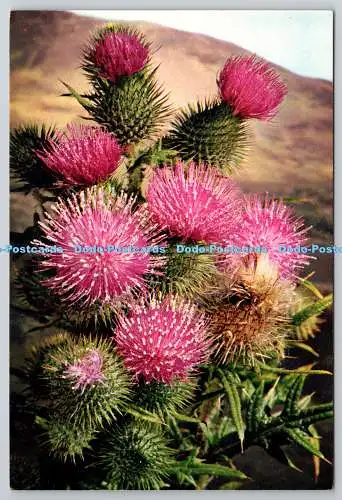 D306300 Speerdistel Cnicus lanceolatus Blumen J Arthur Dixon Newport England
