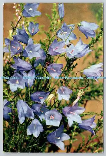 D306301 Harebell Campanula rotundifolia Blumen J Arthur Dixon Newport England N