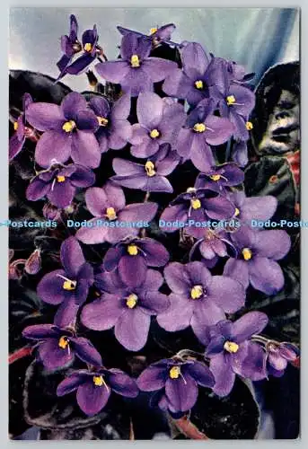 D306302 Usambaraveilchen Saintpaulia lonantha Blumen J Arthur Dixon Newport Engla