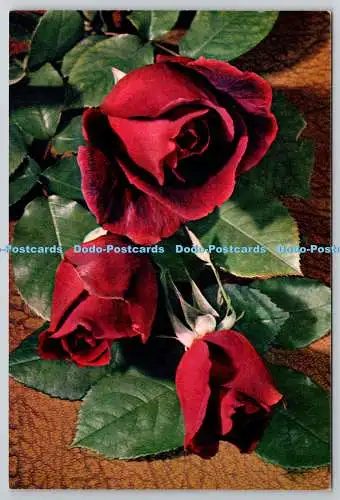 D306303 Hybride Teerose Crimson Glory Flowers J Arthur Dixon Newport England Nat