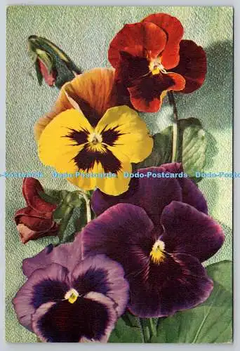 D306315 Stiefmütterchen Viola Wittrockiana Blumen J Arthur Dixon Newport England Natura