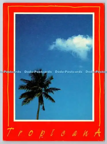 D306317 Tropicana III Lorenz Gullachsen Athena International England Postkarte