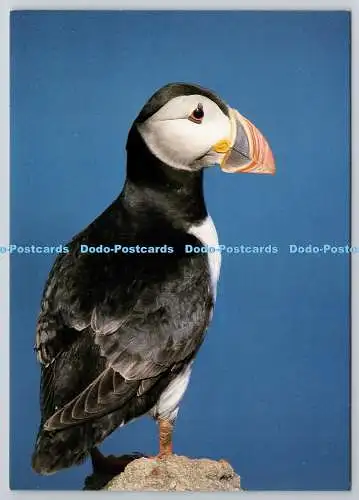 D306362 Papageientaucher Fratercula arctica Haven Farbdruck Pembroke Mike Alexander PARC