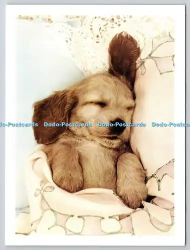 D306363 Sleeping Puppy Dog Pet Portraits Athena England Vintage Card