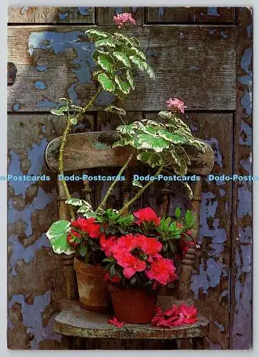 D326412 Azalee und Geranien. Sprache der Blumen. Michelle Garrett. Insight Lon
