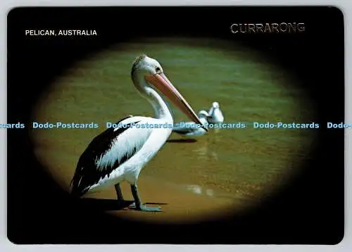 D312117 Australien. Pelikan. Murray Views Gympie