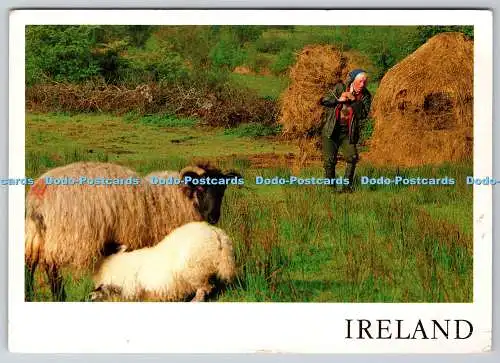 D312161 Irland. Hart bei der Arbeit. Real Ireland. Liam Blake