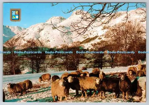 D312198 Herdwick Sheep im Langdale Valley. Sanderson und Dixon. Ambleside. C