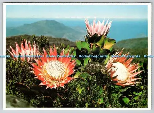 D312204 Südafrika. Kapstadt. Proteen auf dem Tafelberg. Protea Farbdrucke