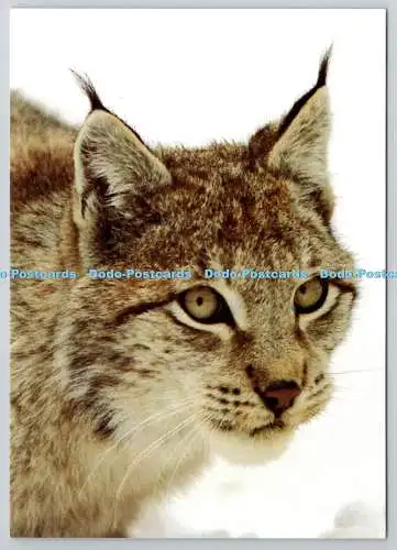 D312887 Katzen. Gaupe. ZUM FOTO ALS. Harstad. HG Offset. Polarzoo. Norwegen