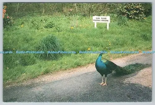 D312934 Pencarrow. Bodmin. Cornwall. Pinny the Peacock. Quintrell und Co. Wadebr