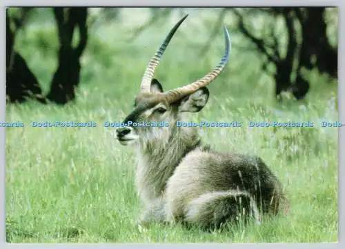 D312995 Krüger Nationalpark. Lorna Stanton. Postkarte aus Südafrika. Custos