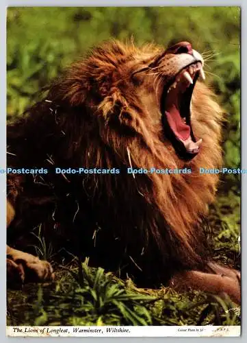 D314139 Wiltshire. Warminster. Lions of Longleat. John Hinde. F.R.P.S. London