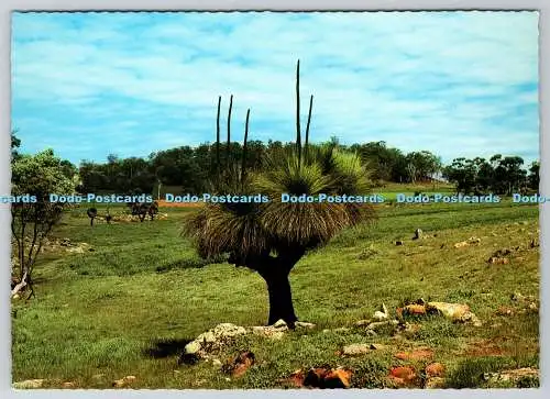 D314144 Westaustralische Wildblumen. Black Boy. Xanthorrhoea australis. Midge