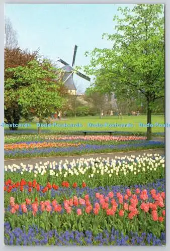 D322213 Keukenhof Lisse Holland. Planeta. Haarlem. Holland