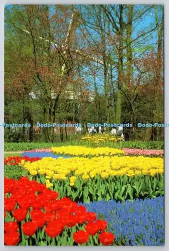 D322214 Keukenhof Lisse Holland. Planeta. Haarlem. Holland
