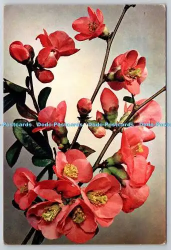 D322215 Japanische Quitte. Chaenomeles speciosa. J. Arthur Dixon. Newport. I.W.P