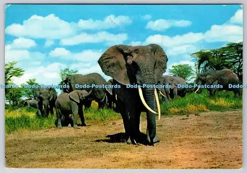 D316995 Afrikanische Wildtiere. Elefanten. PM Kenia