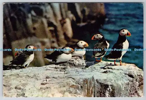 D317018 Vögel. Papageientaucher. W. C. Wright. J. Arthur Dixon. Newport. I.W. England