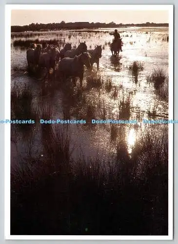 D322246 Camargue. Chevaux dans les marais au soleil couchant. Claude Fournier. S
