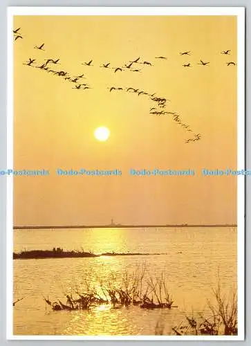 D322247 Camargue. Les flamants roses font une gloire au soleil couchant. Septell